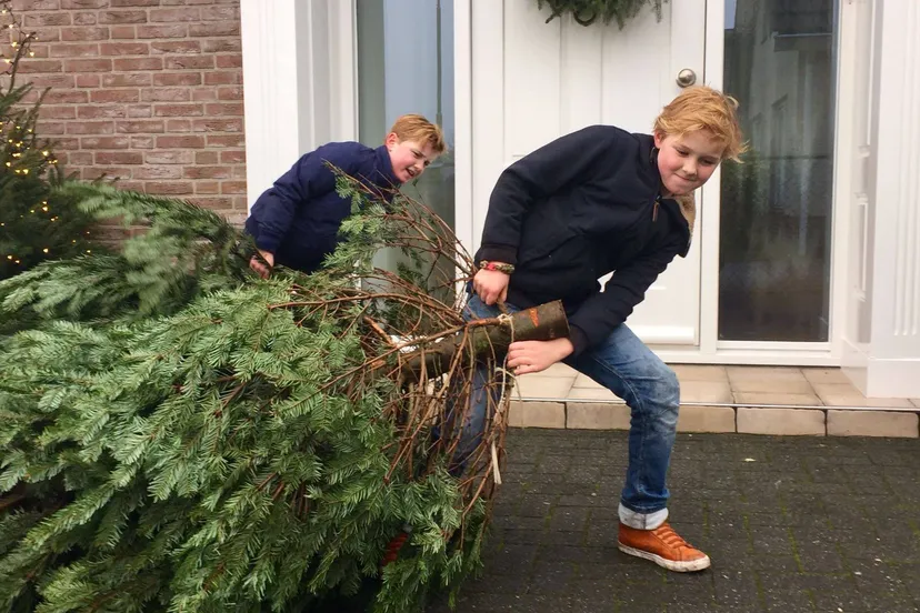 kerstbomen