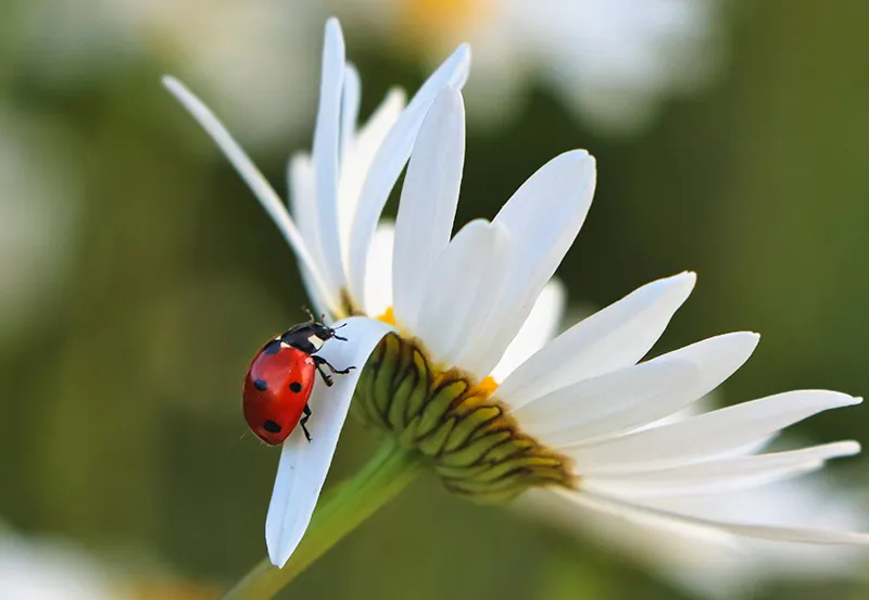 macrofotografie lieveheersbeestje fablab