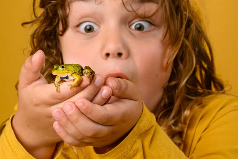 meesterkikker liggend