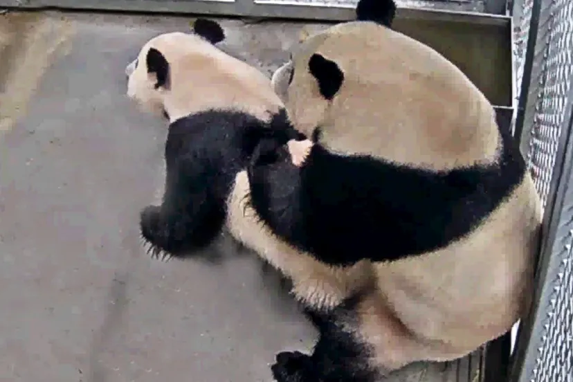 pandas