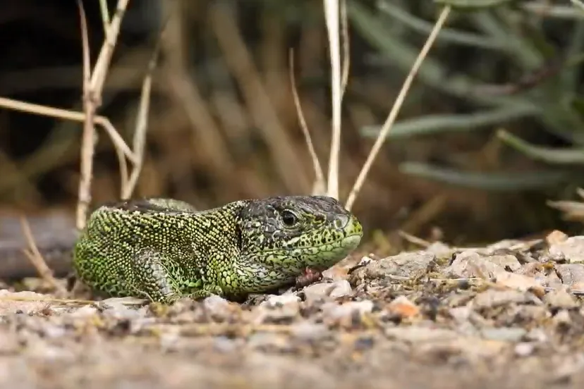 zandhagedis michael de vries