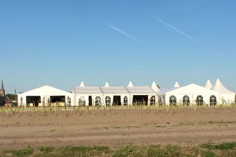 asperges op de velden klein