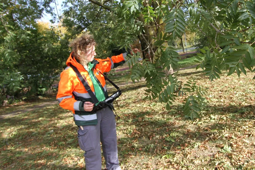 boominspecteur hanneke de bruijn