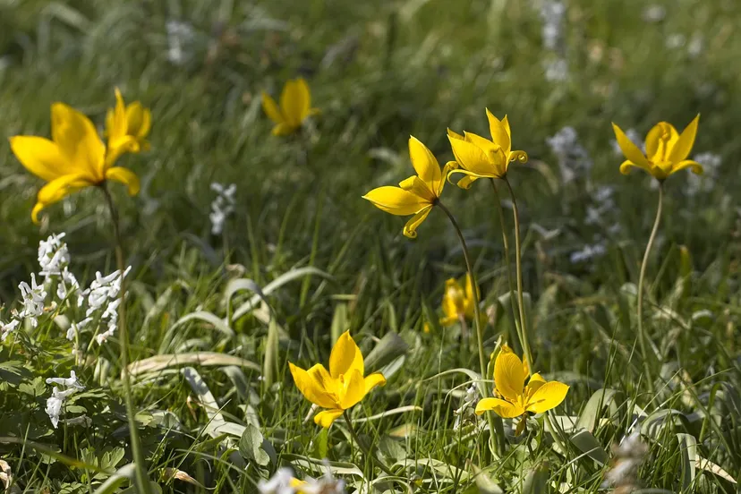 bostulp ria via pixabay