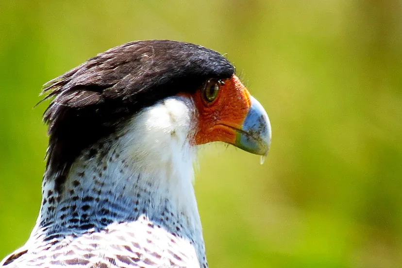 caracara edgarvasquezmanzano via pixabay
