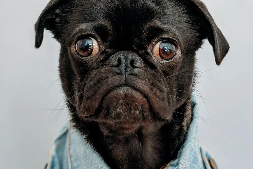 hond charles deluvio on unsplash