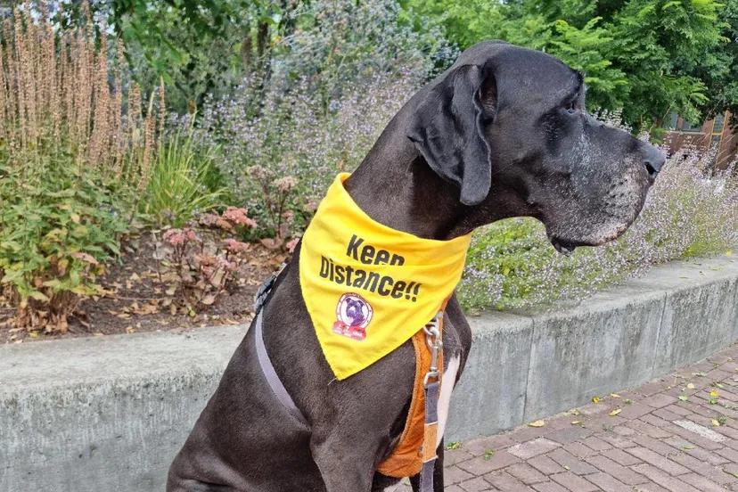 hond met yellow alert