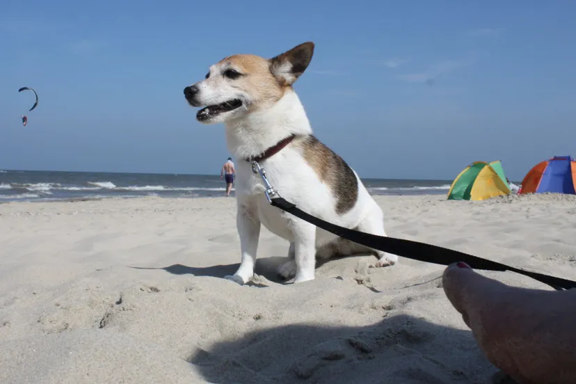 hondje strand
