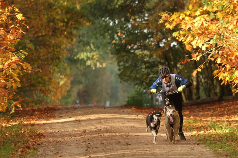 kivo kempentrail sledenhondenwedstrijd