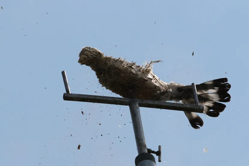 koningsschieten vogel