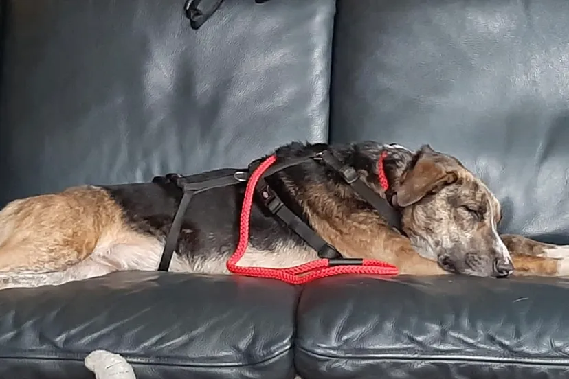 moe en vermagerd ligt senna weer bij haar baasje op de bank