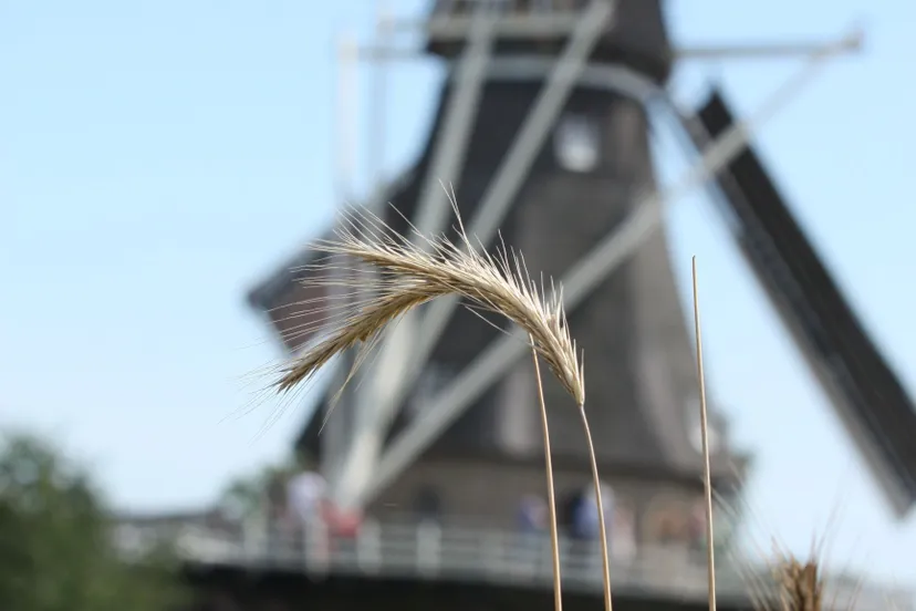 molen