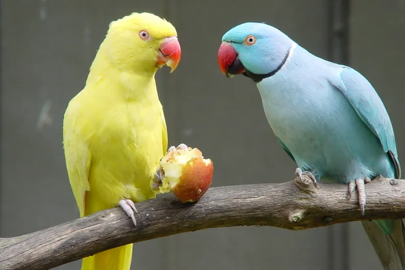 papegaaien fruit