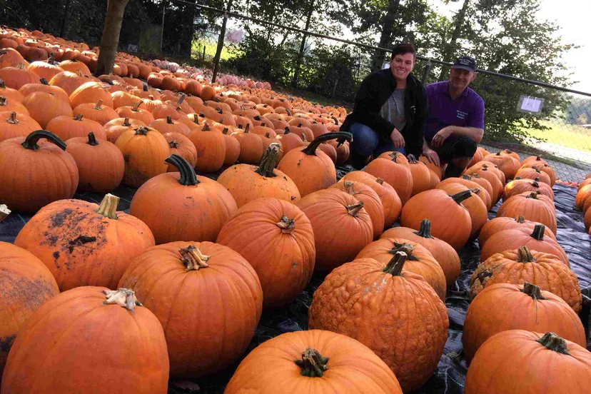 pompoenendagen bij franca en john de beijer