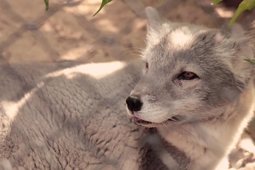 poolvos hakiost via pixabay