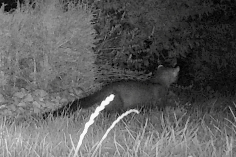 steenmarter foto johan van zijll