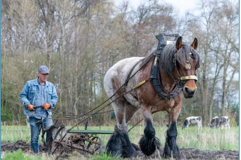 trekpaard ton van der weerden