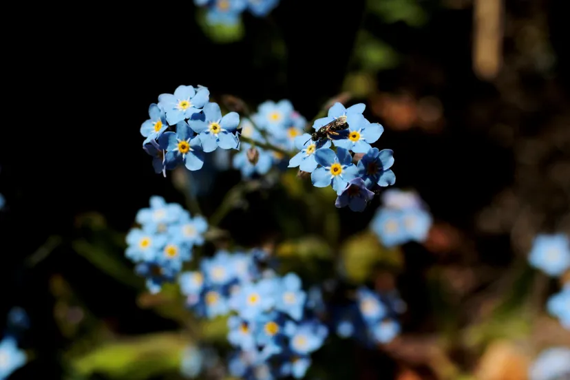 vergeetmenietjes sonja kalee via pixabay