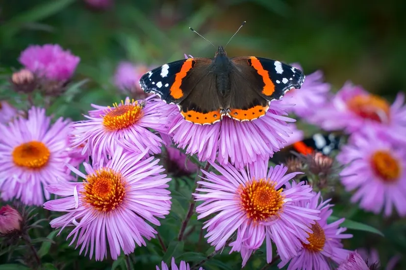 vlinder ian kelsall via pixabay