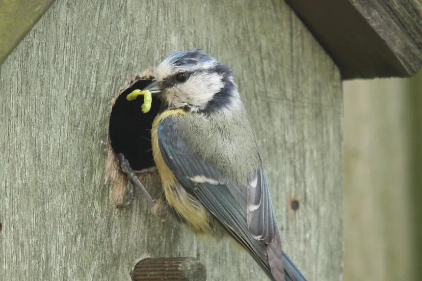 vogeltje bij huisje