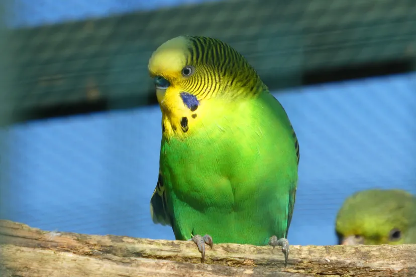 voliere elsemargriet via pixabay