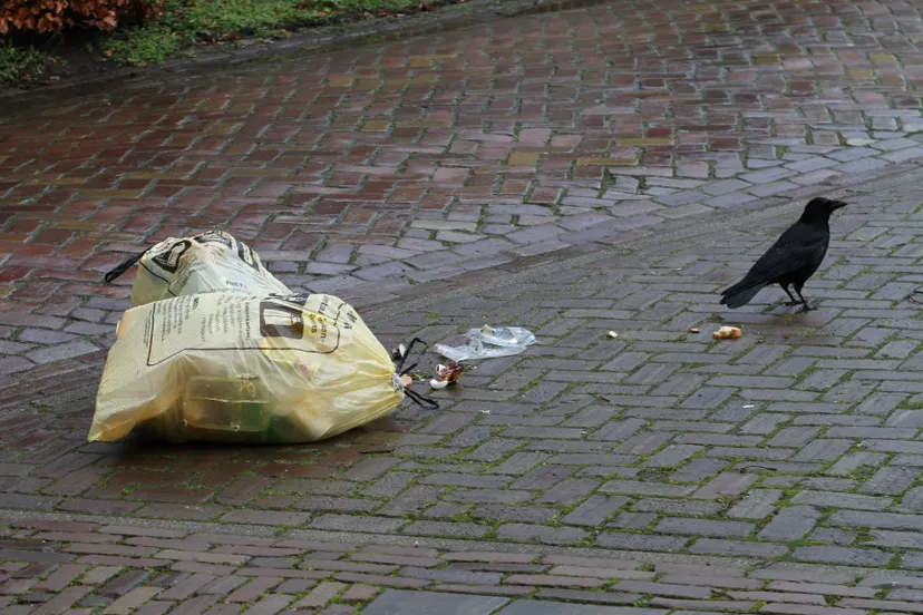 vuilniszak vogel