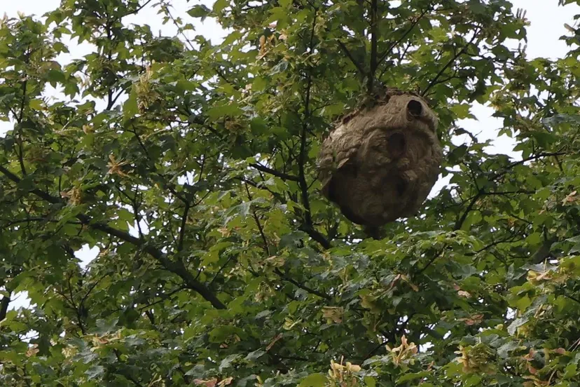 aziatische hoornaar 01