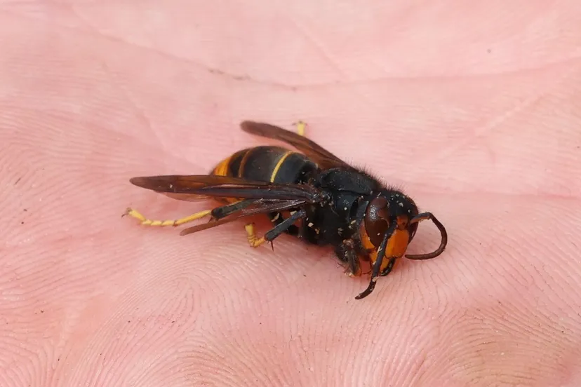 aziatische hoornaar 06