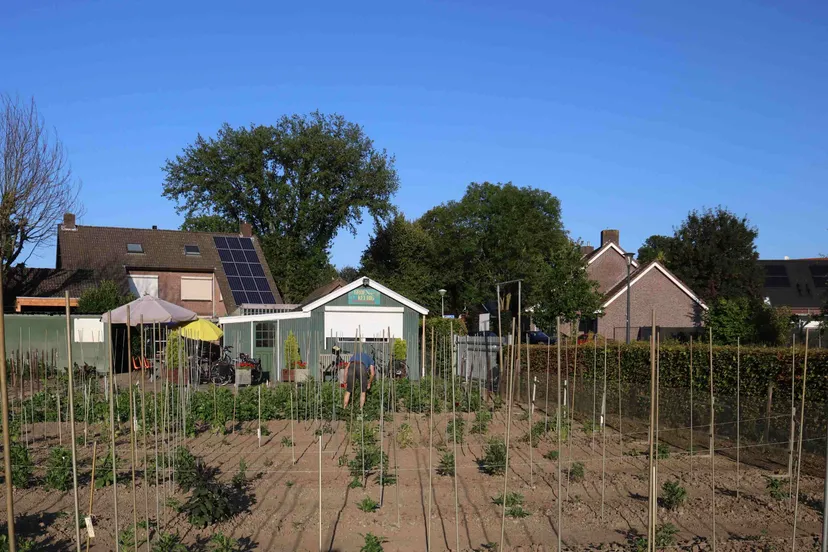 dahliatuin groen en keurig