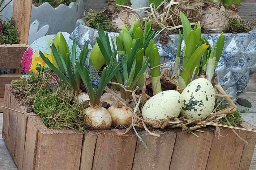 bloembollen foto museum oude slot