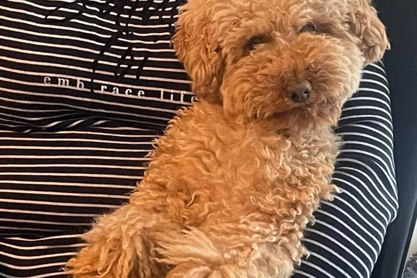 hondje bibi uit vaartbroek