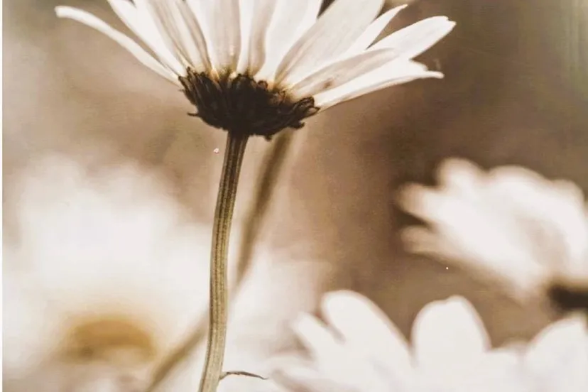 Bloem met logo Wenso