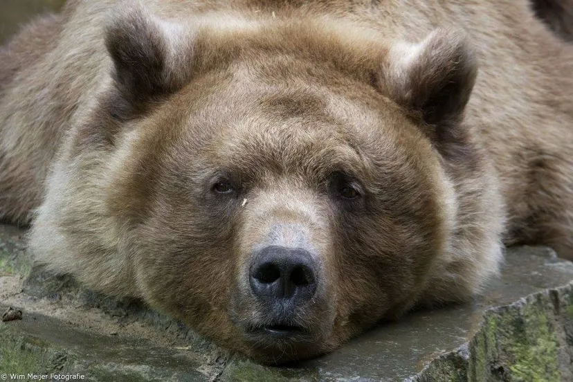 12465903 1157231094288841 5935161773265242923 o