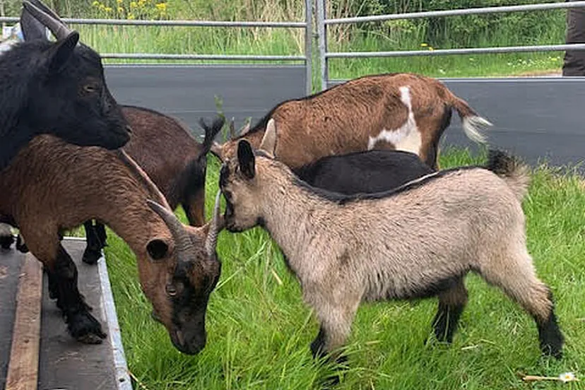 184825252 4004362082985086 1278609836503304742 n