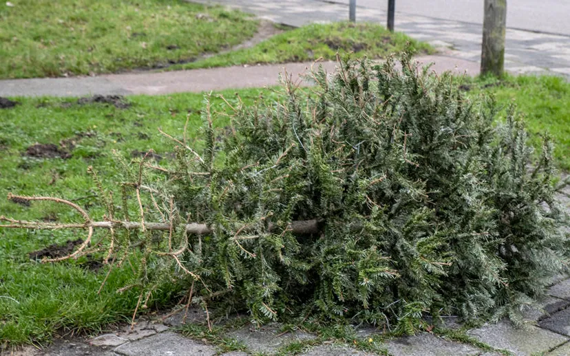 3z1a3090 kerstboom 915x518 1