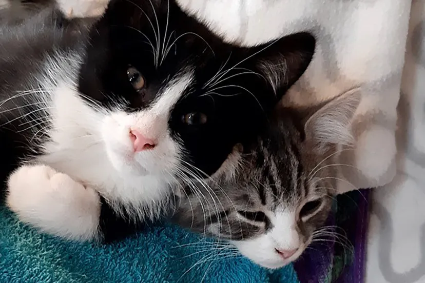 437677647 844843811003250 3456957998648606702 n kopieren