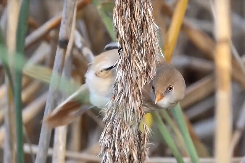 baardmannetje rober moeliker