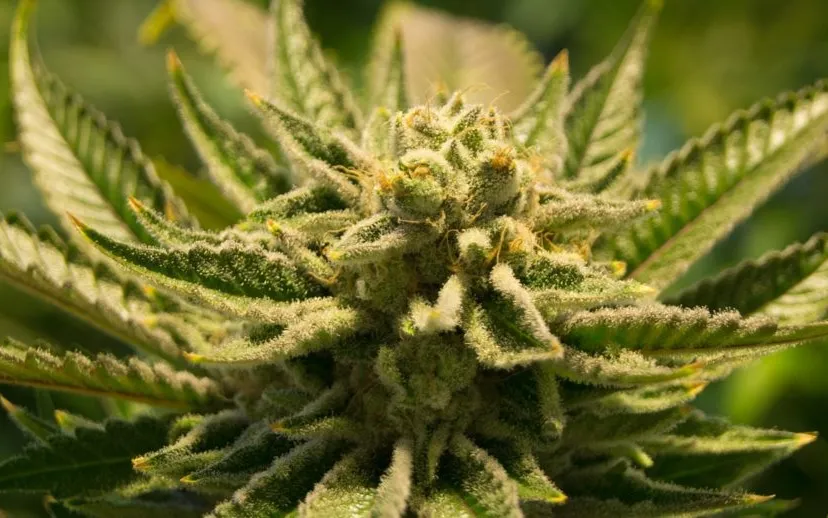 cannabis 2152604 1280 915x518 1