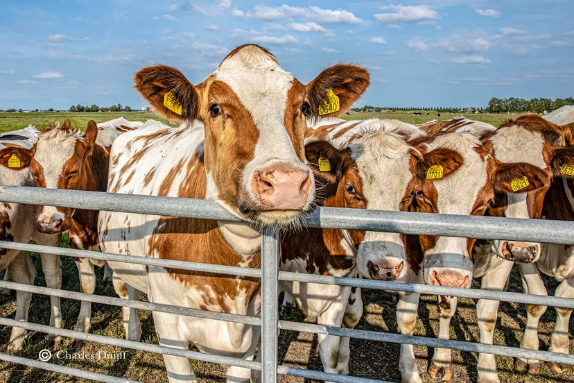 cows