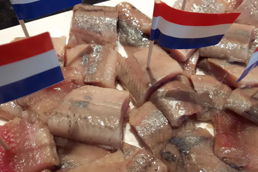 delicious dutch fish herring 451841