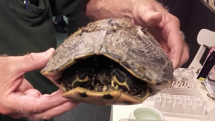 dierenambulance velsen schildpad
