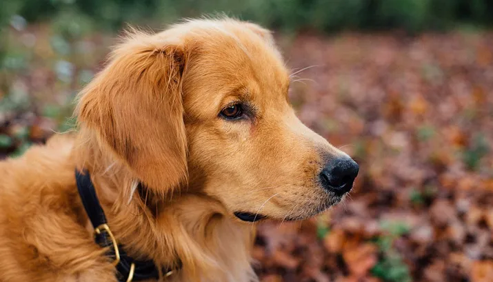 dog 1082307 960 720 pixabay