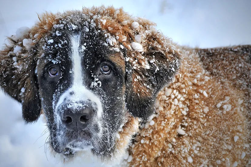 dog in the snow 1168663 1920