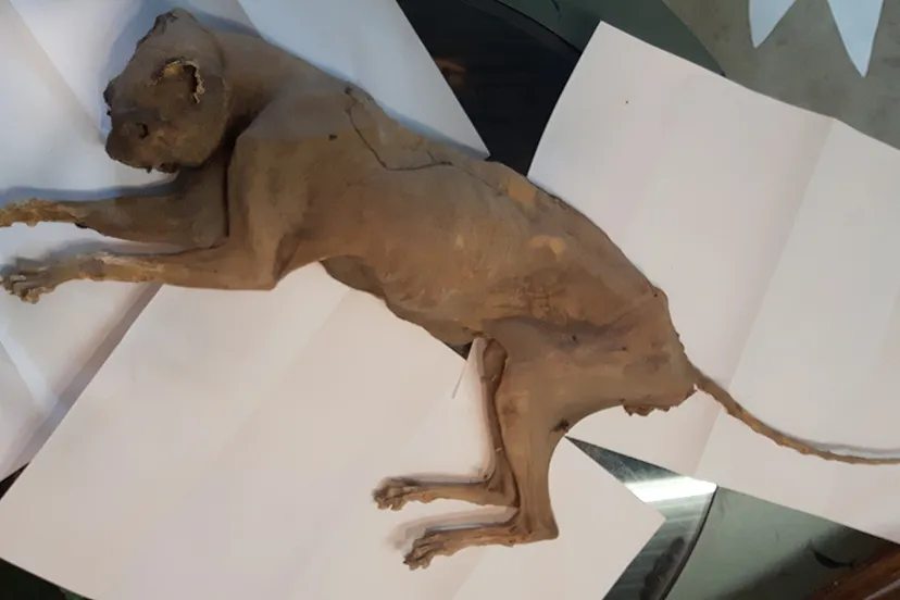 gemummificeerde kat 2017 1