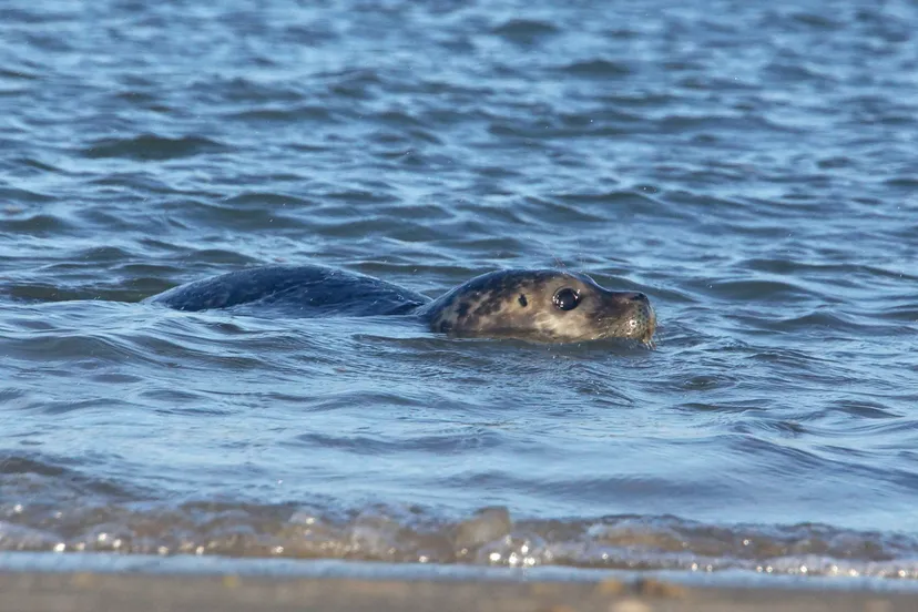 gewone zeehond sytske dijksen