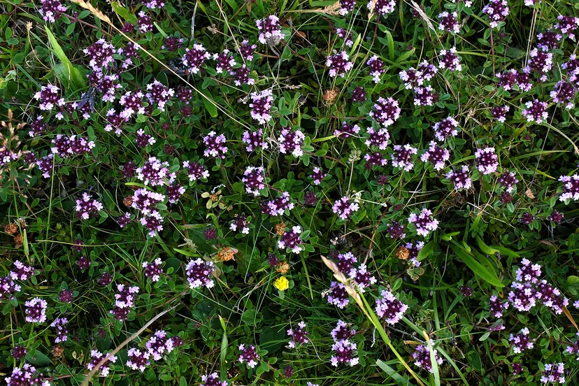 grote tijm theo baas kopieren