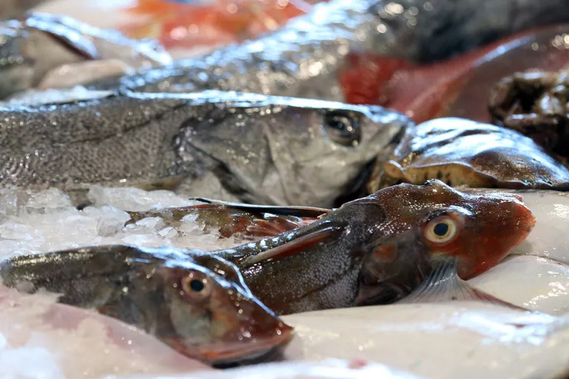 havenfestival visreceptenwedstrijd 1