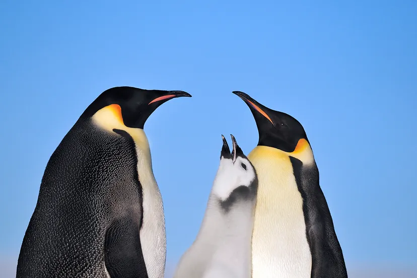 jan vermeer keizerpinguins antartica high res