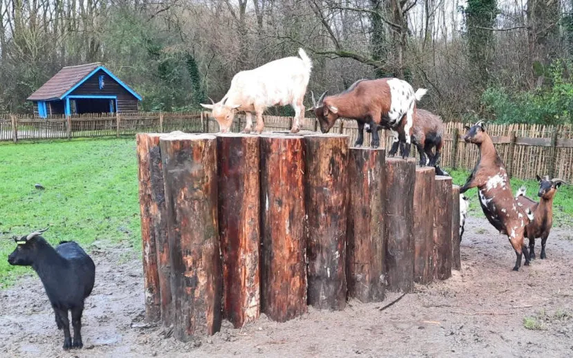 kippen en geiten zorgvrij 915x518 1