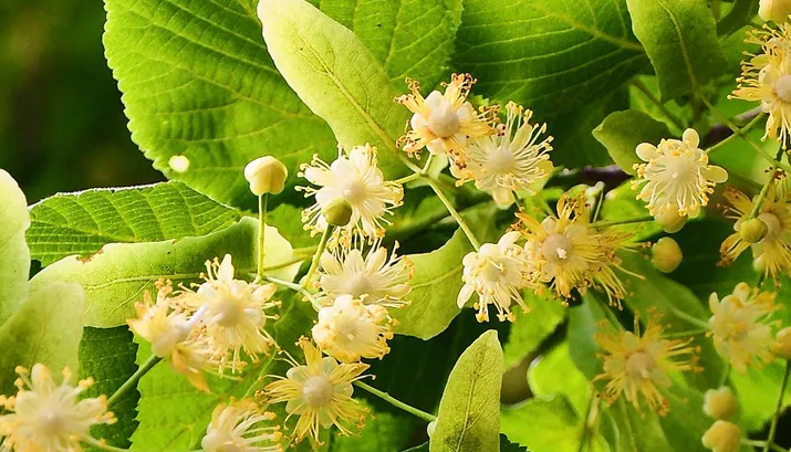 linden tree 817061 1280 pixabay